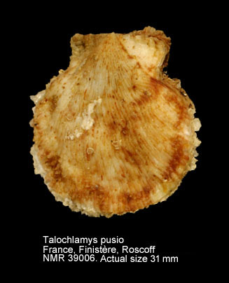 Talochlamys pusio.jpg - Talochlamys pusio(Linnaeus,1758)